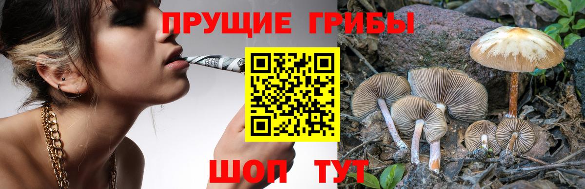 Галлюциногенные грибы Psilocybe Среднеуральск